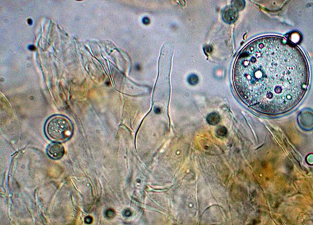 Galerina da deteminare n�11.